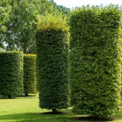Hainbuche - Dichte Hecke ganz einfach