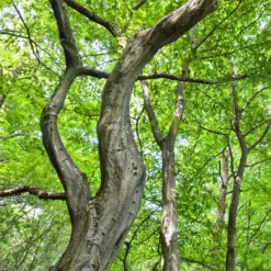 Hainbuche - Dichte Hecke ganz einfach