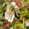 Halbstrauchige Stockrose Parkfrieden - Cremeweiße Blüten den ganzen Sommer