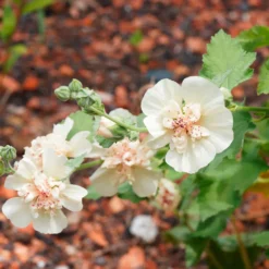 Halbstrauchige Stockrose Parkallee - Weiße Blüten den ganzen Sommer