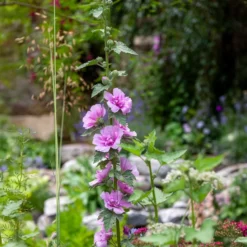 Halbstrauchige Stockrose Parkrondell - Blüht monatelang ohne Mühe