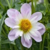 Halskrausen-Dahlie ‘Teesbrooke Audrey’ - Zweifarbige Blüten sofort