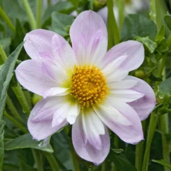 Halskrausen-Dahlie ‘Teesbrooke Audrey’ - Zweifarbige Blüten sofort
