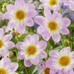 Halskrausen-Dahlie ‘Teesbrooke Audrey’ - Zweifarbige Blüten sofort