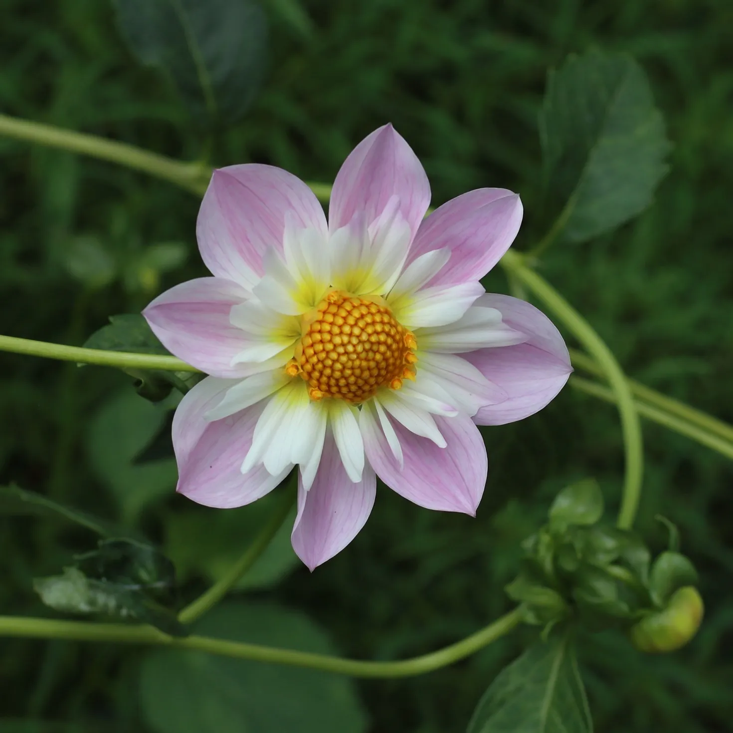 Halskrausen-Dahlie ‘Teesbrooke Audrey’ - Zweifarbige Blüten sofort