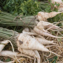 Hamburger Petersilie - Würzige Wurzel für Suppen