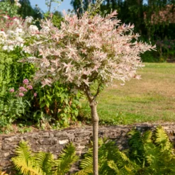 Harlekinweide auf Stamm - Flamingo - Rosa Blätter sofort im Blick