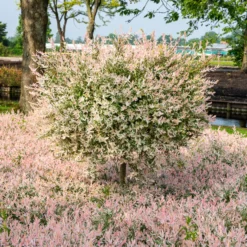Harlekinweide auf Stamm - Flamingo - Rosa Blätter sofort im Blick