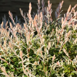 Harlekinweide auf Stamm - Rosa Blätter sofort im Garten