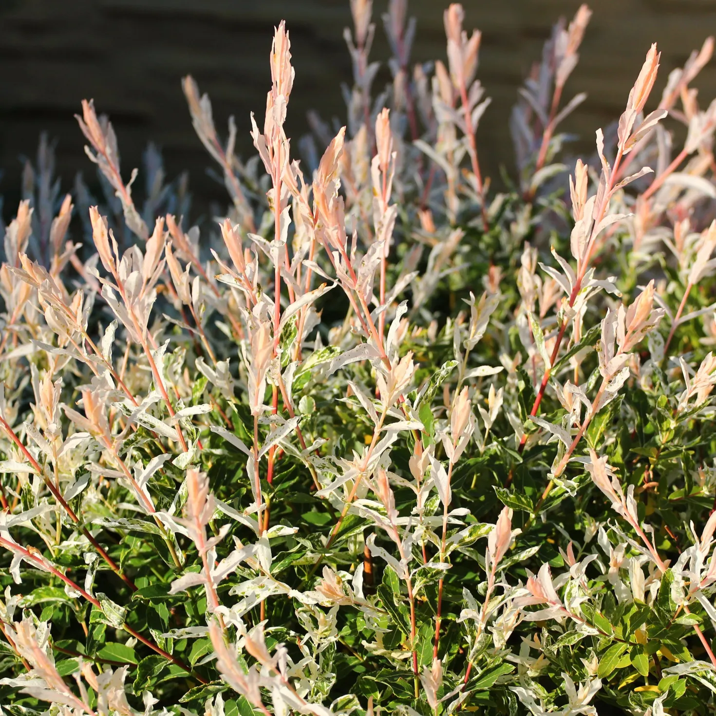 Harlekinweide auf Stamm - Rosa Blätter sofort im Garten