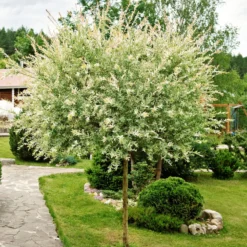 Harlekinweide auf Stamm - Rosa Blätter sofort im Garten