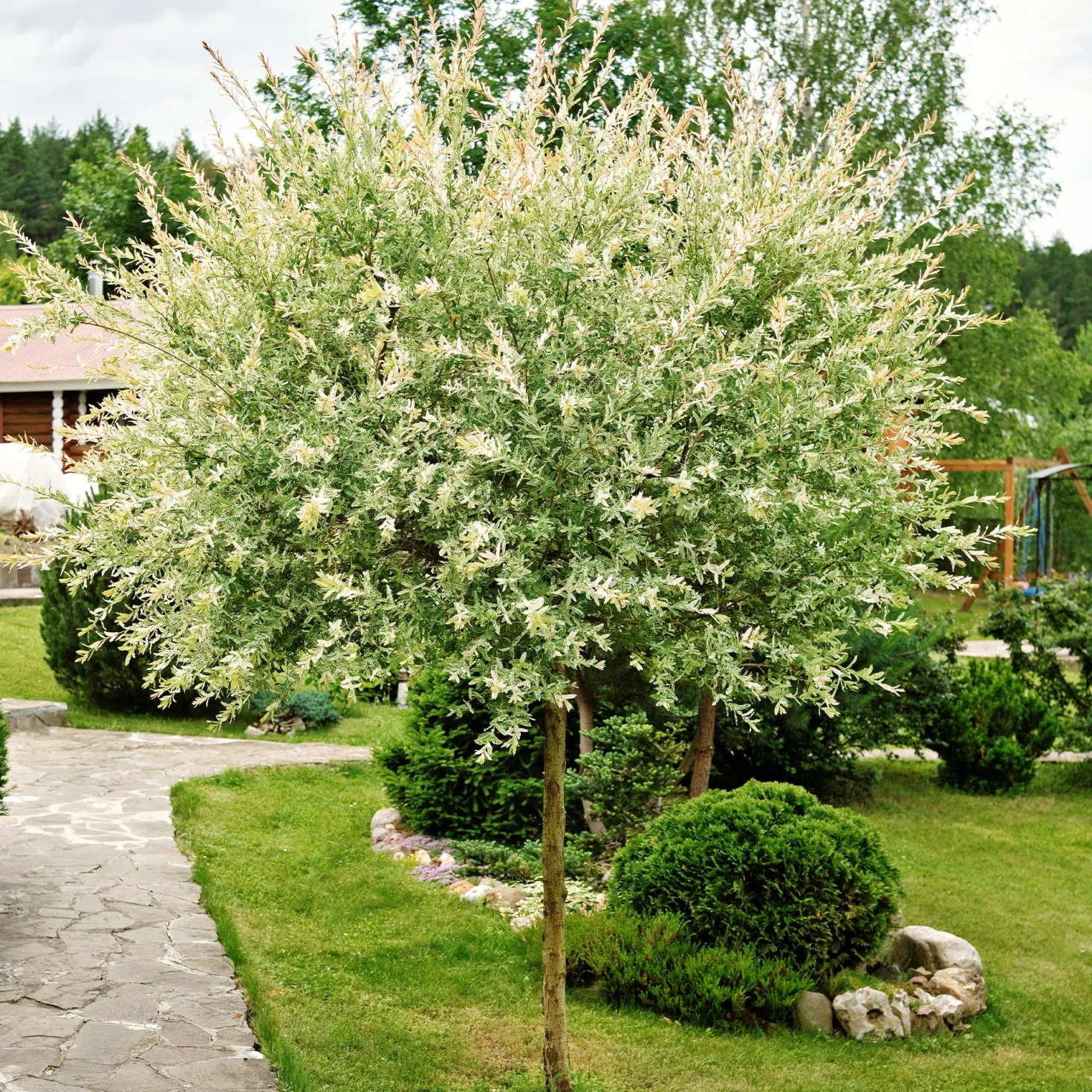 Harlekinweide auf Stamm - Rosa Blätter sofort im Garten