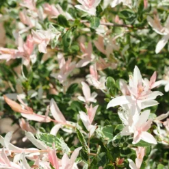 Harlekinweide auf Stamm - Rosa Blätter sofort im Garten