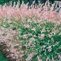 Harlekinweide - Buntes Laub sofort im Blick