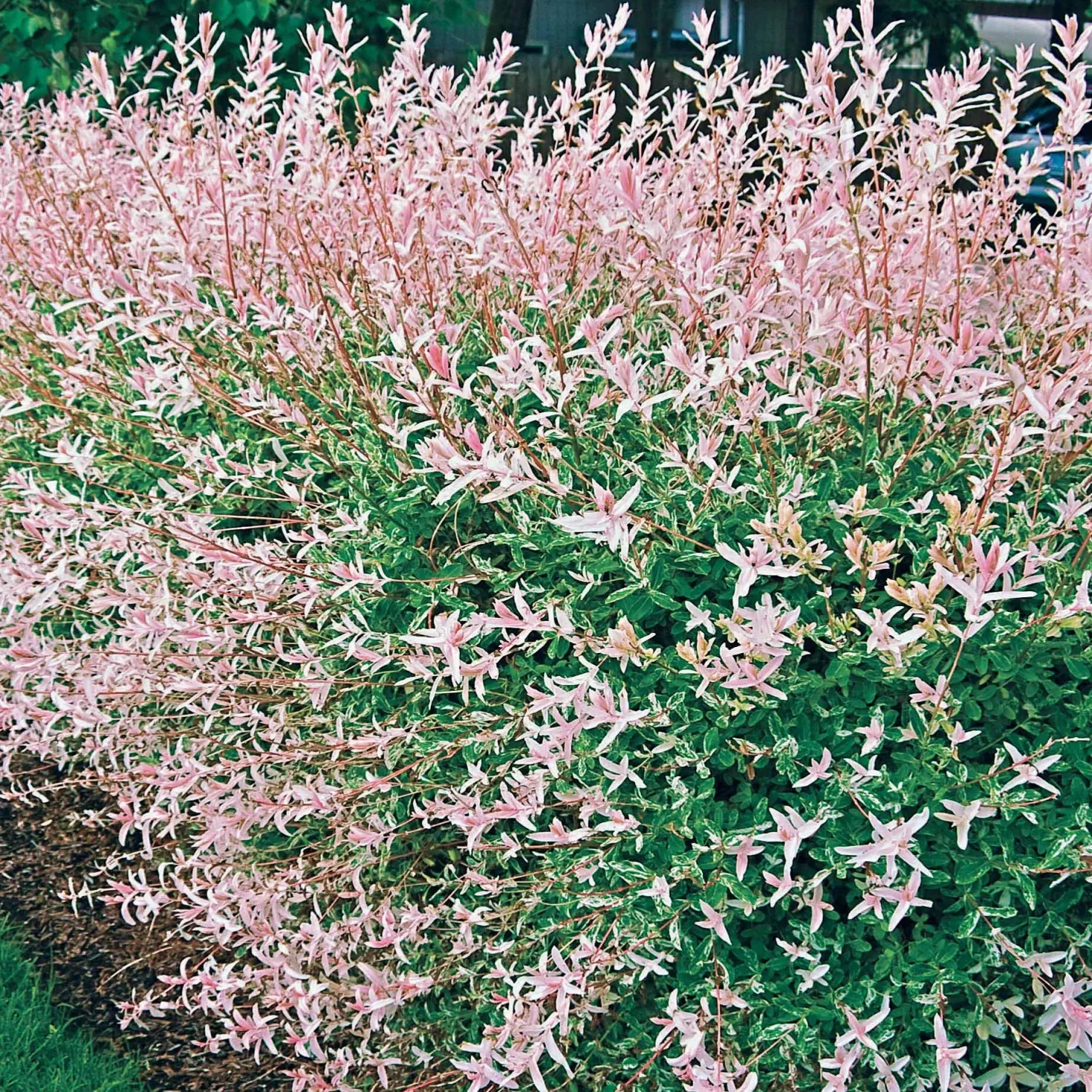 Harlekinweide - Buntes Laub sofort im Blick
