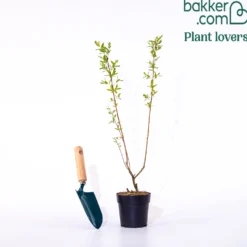 Harlekinweide - Buntes Laub sofort im Blick
