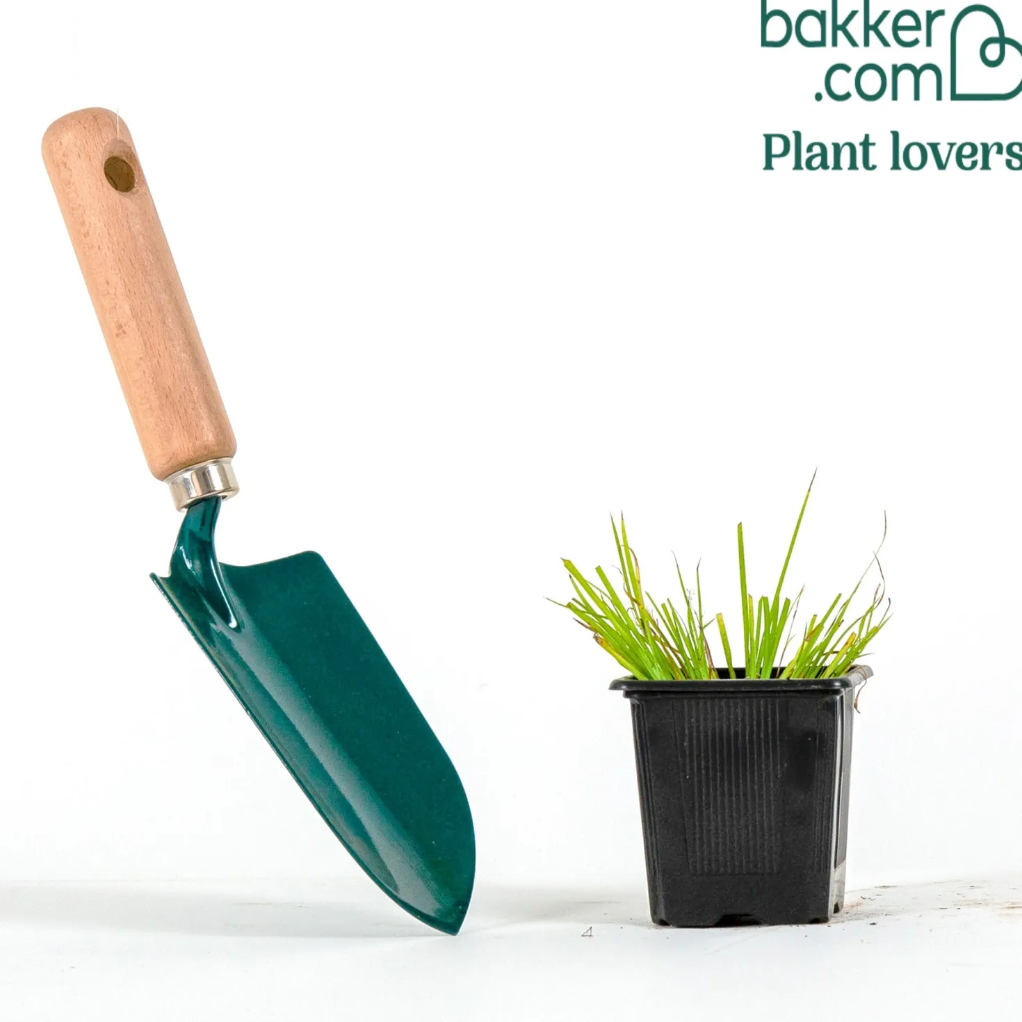 Harlekinweide ‘Hakuro Nishiki’ - Buntes Laub, kaum Pflege