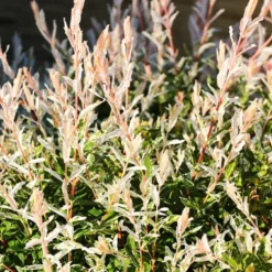 Harlekinweide - Hecke von 3 m Länge (x3) - Sichtschutz in Rosa-Weiß