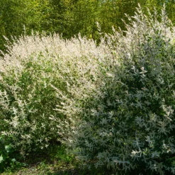 Harlekinweide - Hecke von 3 m Länge (x3) - Sichtschutz in Rosa-Weiß