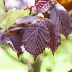 Haselnuss Rotblättrige Zellernuss - Rotes Laub, echte Nüsse