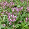 Haselverbene Rosea - Rosa Blüten für Schmetterlinge
