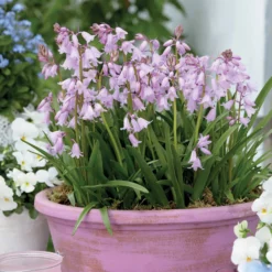 Hasenglöckchen (Scilla) (x10) - Blauer Blütenteppich im Nu