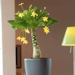 Hawaii-Palme im weißen ELHO-Übertopf - Einzigartige Pflanze für moderne Akzente