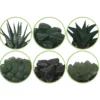 Haworthia Mischung - Grün ohne Aufwand
