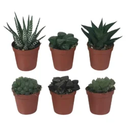 Haworthia Mischung - Grün ohne Aufwand