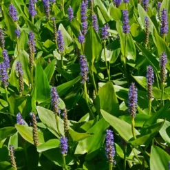 Hechtkraut - Blaue Blüten am Teichrand
