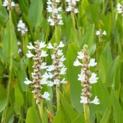 Hechtkraut 'White Pike' - Weiße Blüten am Teichrand
