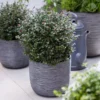 Heckenkirsche Purple Storm - Immergrün mit Purpur-Effekt