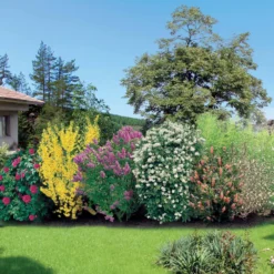 Hecken-Kollektion blühend & duftend (x12) - Fertige blühende Hecke
