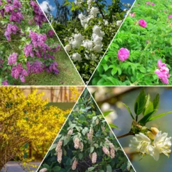 Hecken-Kollektion blühend & duftend (x12) - Fertige blühende Hecke