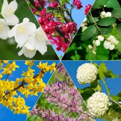 Hecken-Kollektion vier Jahreszeiten (6 Sträucher) - Blühende Kombi für lebendigen Garten