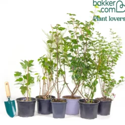 Hecken-Kollektion vier Jahreszeiten (6 Sträucher) - Blühende Kombi für lebendigen Garten