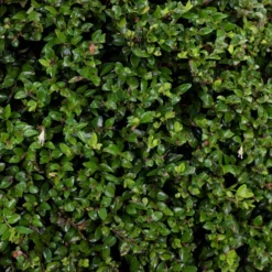 Heckenmyrte - Hecke in Rekordzeit