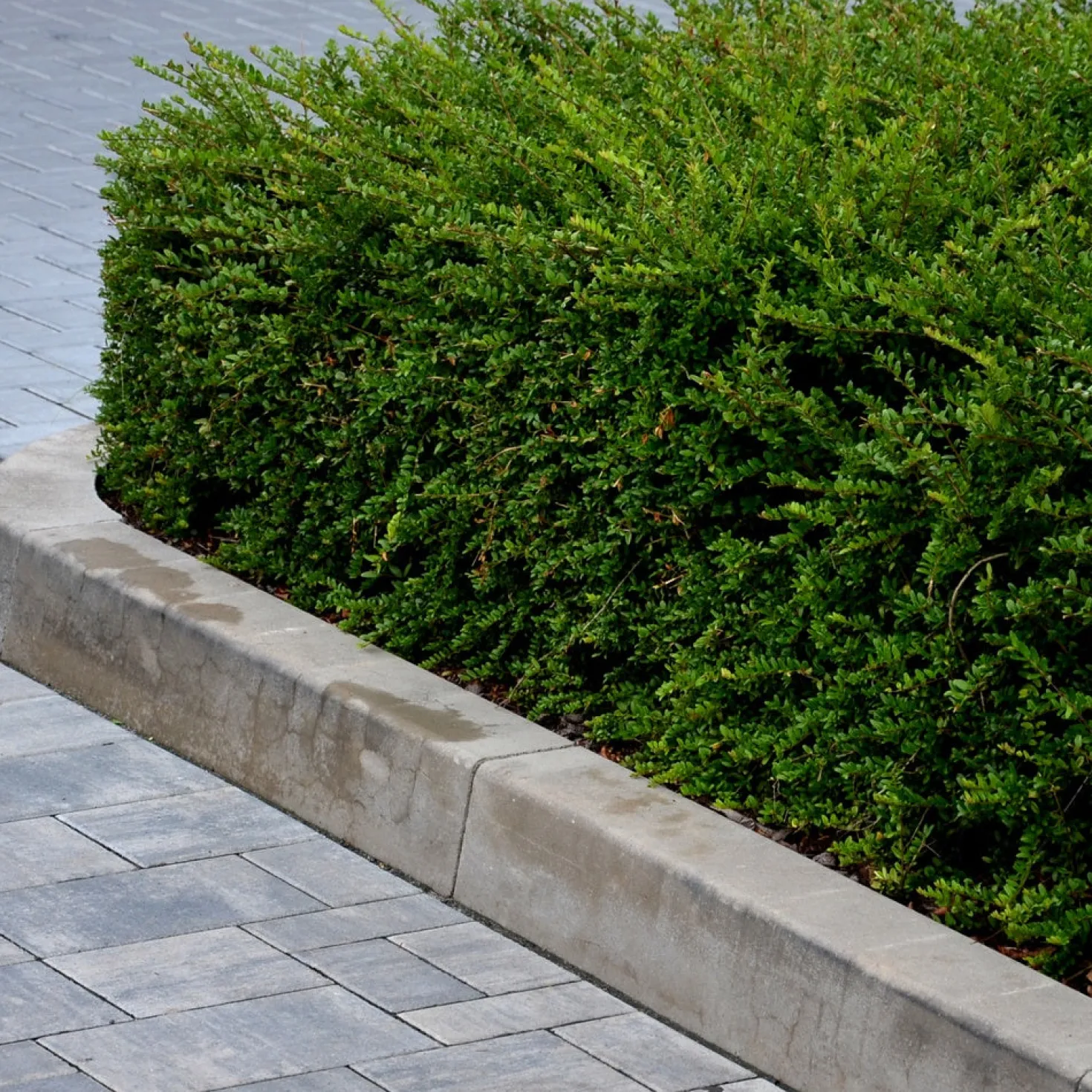 Heckenmyrte - Hecke in Rekordzeit