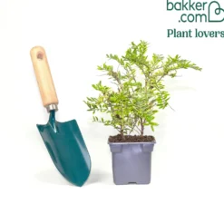 Heckenmyrte 'Lemon Beauty' - Goldgelbe Hecke ganz easy