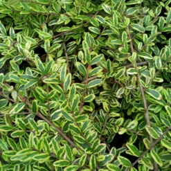 Heckenmyrte 'Lemon Beauty' - Goldgelbe Hecke ganz easy