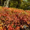Hecken-Zwergmispel - Blickdichte Hecke im Nu
