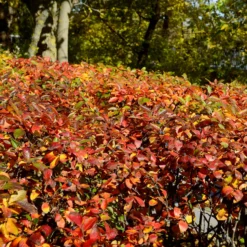 Hecken-Zwergmispel - Blickdichte Hecke im Nu