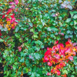 Hecken-Zwergmispel - Blickdichte Hecke im Nu