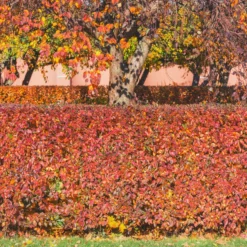 Hecken-Zwergmispel - Blickdichte Hecke im Nu
