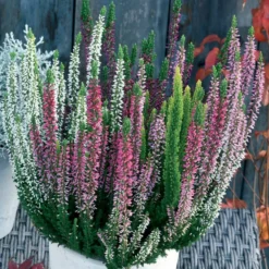Heidekraut-Trio (weiß, rot, rosa) (x3) - Farbe im Winterbeet