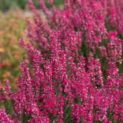 Heidekraut (x3) - Farbe bis in den Herbst