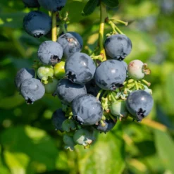 Heidelbeere Giant Patriot - Große Beeren, kleiner Aufwand