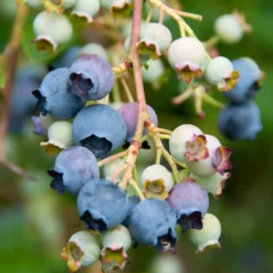 Heidelbeere Giant Patriot - Große Beeren, kleiner Aufwand