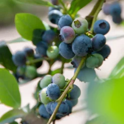 Heidelbeere Giant Patriot - Große Beeren, kleiner Aufwand