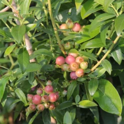 Heidelbeere ‘Pink Lemonade’ - Rosa Beeren zum Naschen